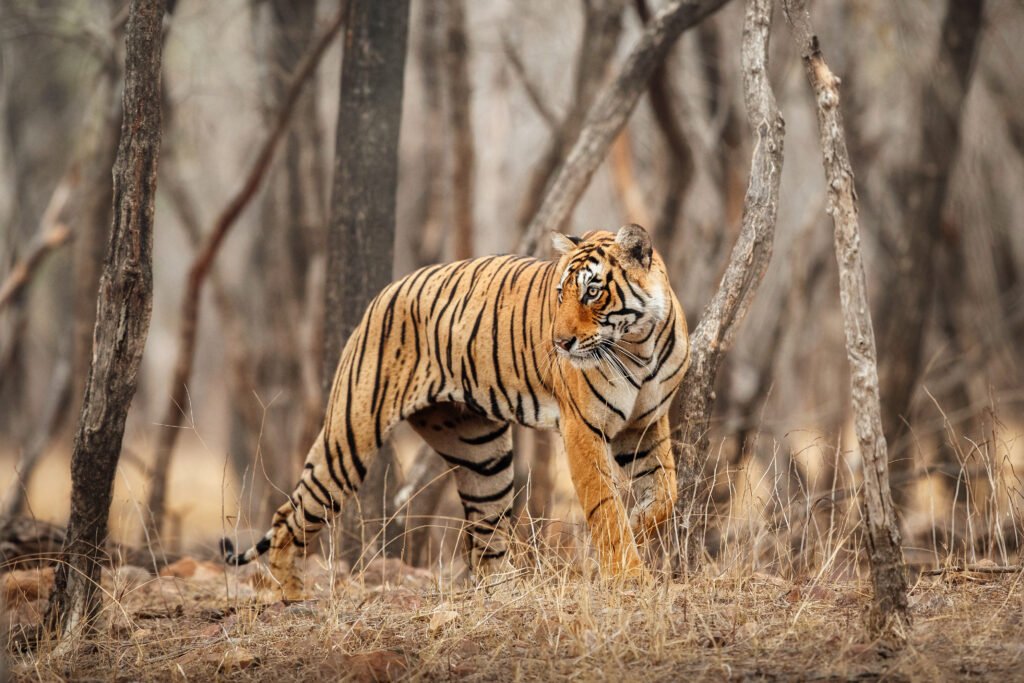 royal-bengal-tiger-dttours